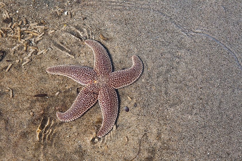 A seastar in Cape Cod Bay