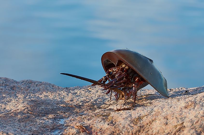 Horseshoe crab (Limulus polyphemus).