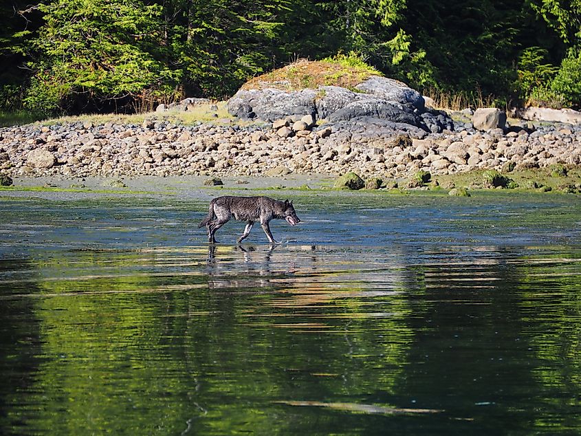 A lone coastal wolf explores the tidal zone on Vancouver Island, Canada.