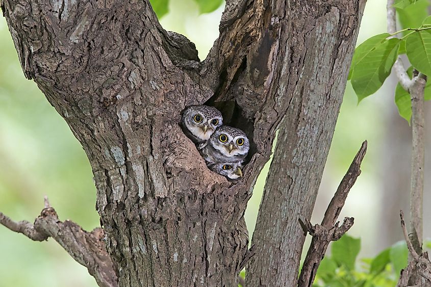 Owl in tree hollow