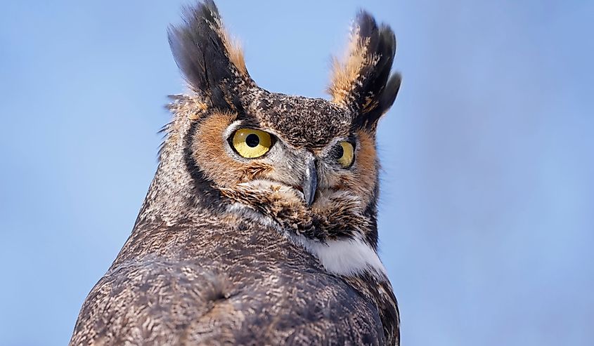 Close-up image of a Great Horned Owl with blue sky background