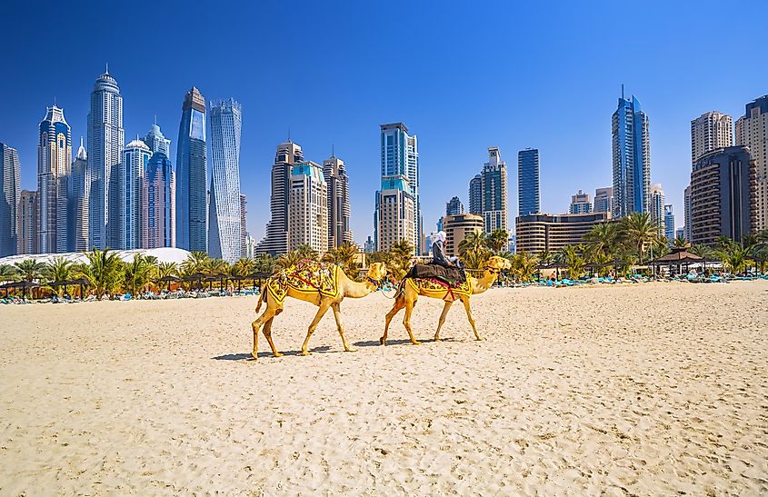 dubai camels