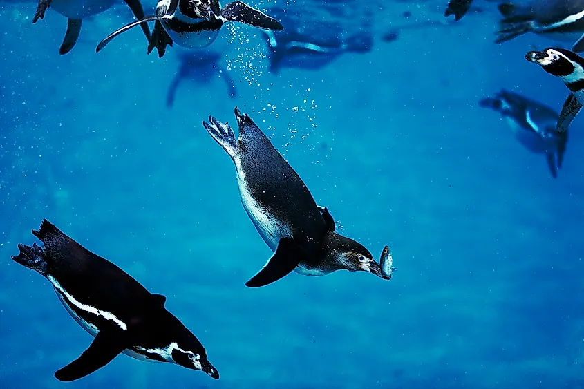 What Type Of Fish Do Penguins Eat