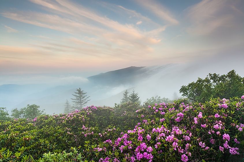 Roan Highlands Southern Appalachian Mountain Natural Catawba Rhododendron Bloom.