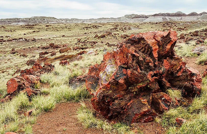 Fossilized logs scattered across the badlands of Petrified Forest National Park, Arizona.