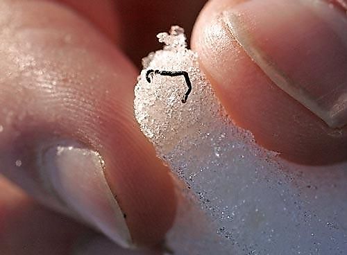 Person holding an ice worm in ice.