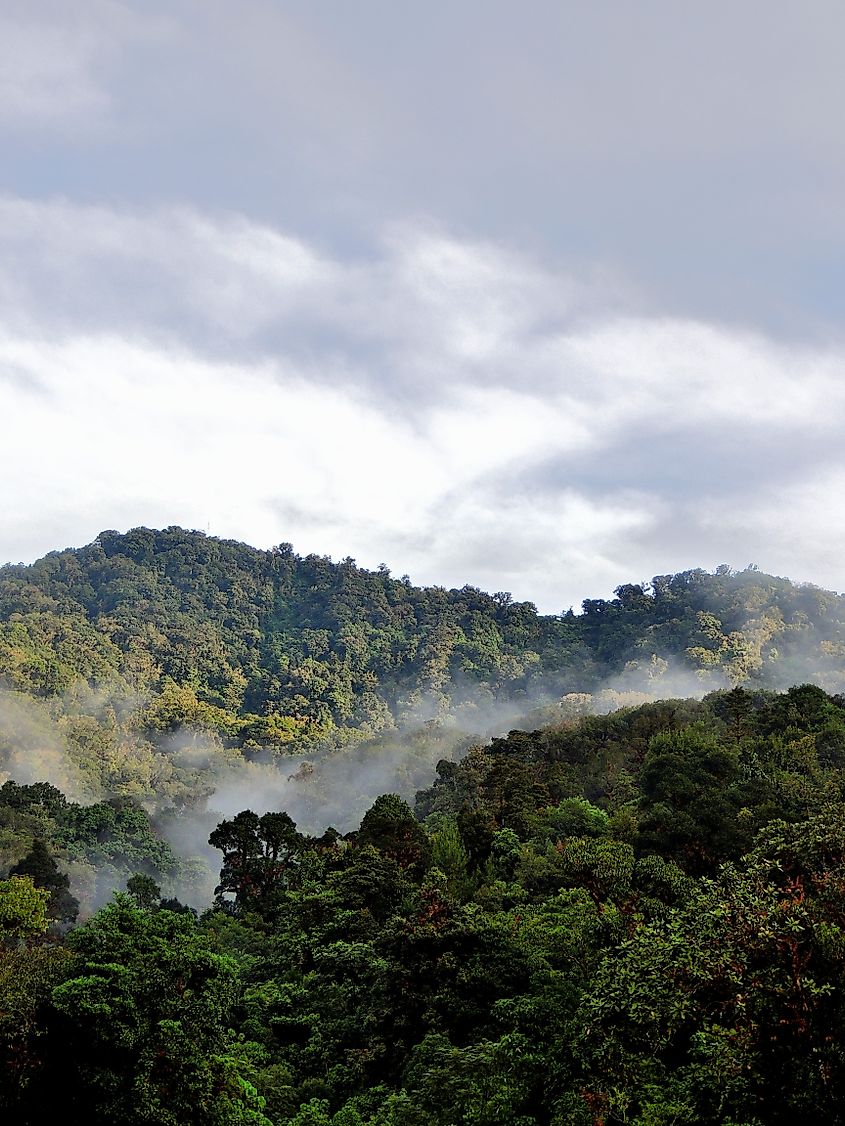 The cloud forest of the El Triunfo Biosphere Reserve in Chiapas, Mexico. Credit: Julio R. Velasco / Shutterstock