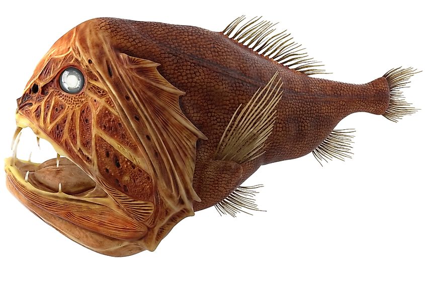 Snestorm melodisk vulgaritet 10 of the World's Weirdest Fish - WorldAtlas