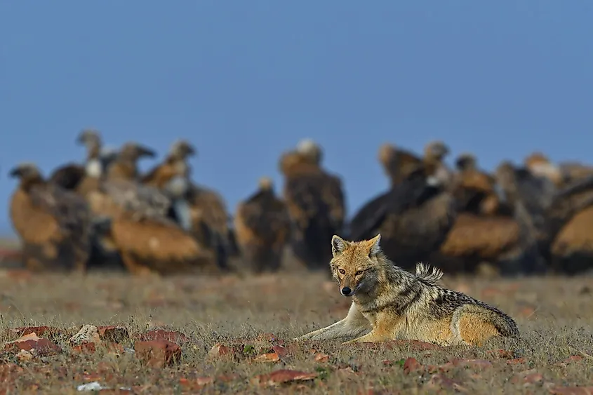 golden jackal