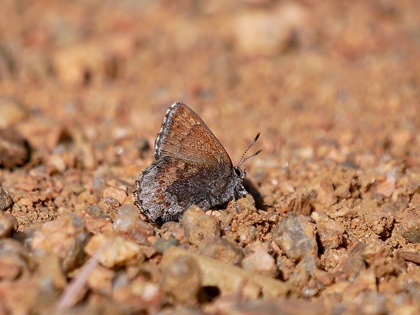 Frosted elfin butterfly