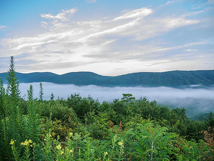 The Talladega National Forest in Alabama.