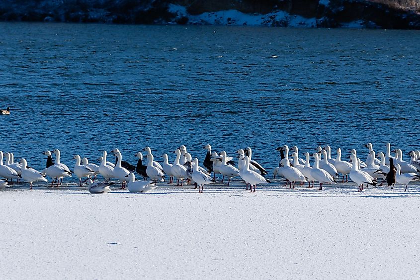 A flock of Snow Geese sit on the frozen part of Lake Scott and rest before coninuing their migration, located in Scott City, Kansas
