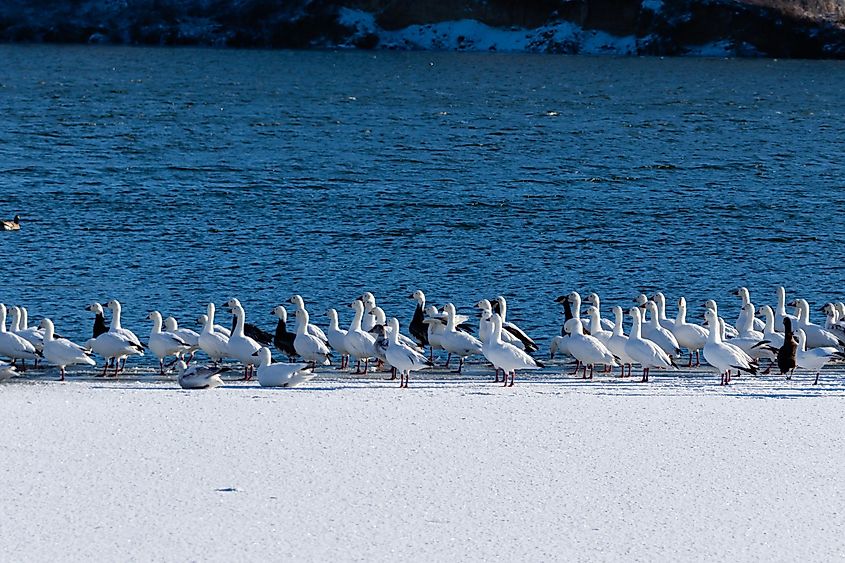 A flock of Snow Geese sit on the frozen part of Lake Scott and rest before coninuing their migration, located in Scott City, Kansas