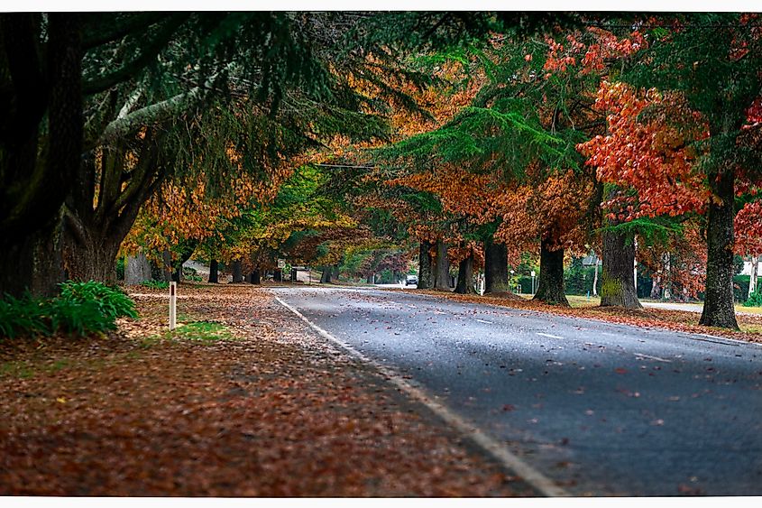 Autumn colora at Bright Victoria Australia.