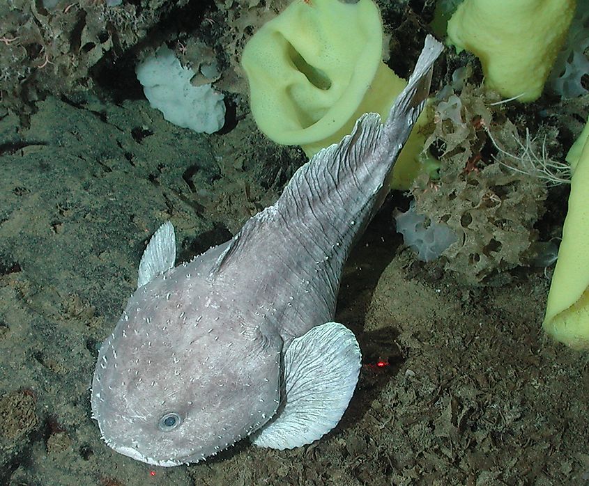 The blob fish (Psychrolutes phrictus)