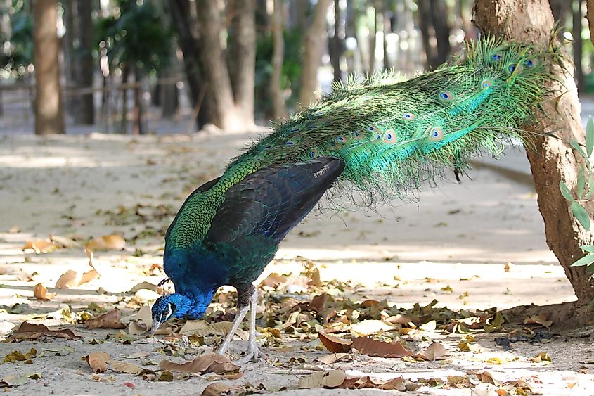 peacock eating