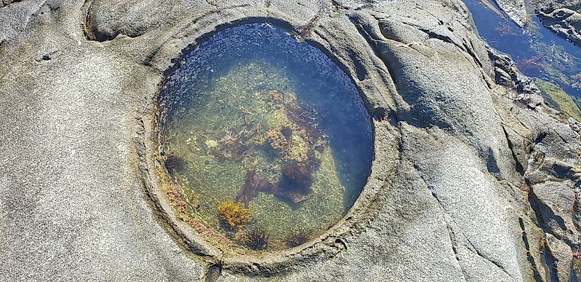 Tidal pool ecosystem