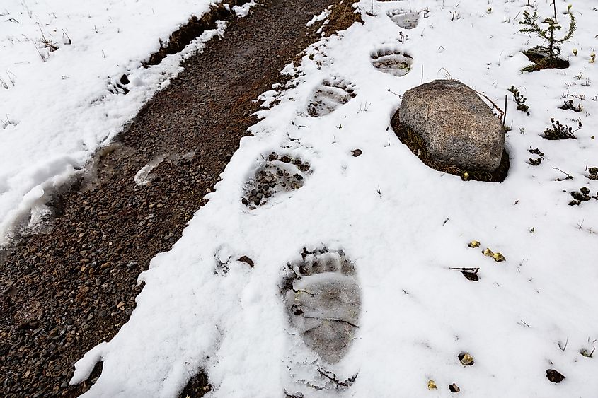 Grizzly Bear Paw Prints in snow by a hiking trail in Banff National Park in Alberta, Canada.