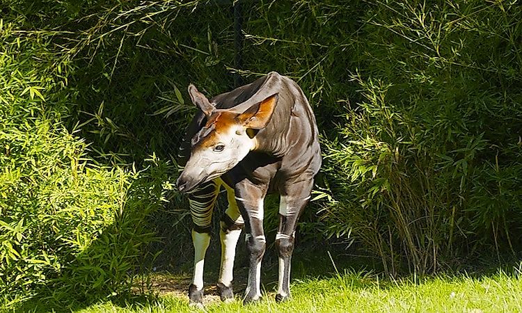What Animals Live In The Tropical Rainforest Worldatlas