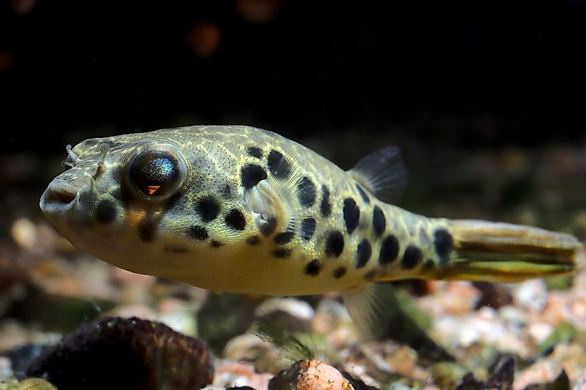 Spotted Congo Puffer (Tetraodon schoutedeni) from Africa's Congo Basin