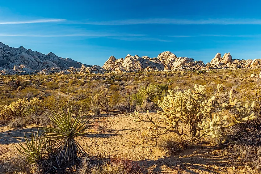 mojave desert