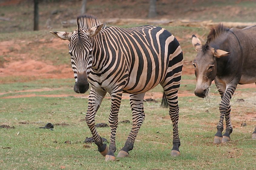 Wild Animal Safari Park, Pine Mountain, Georgia