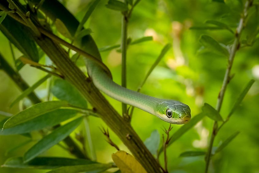 A camoflauged Rough Green Snake.