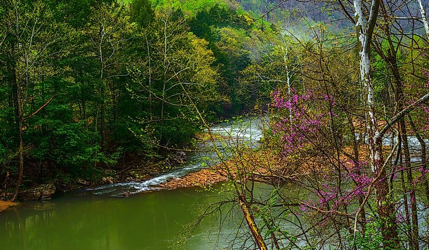Spring morning along Elk River, Webster County, West Virginia