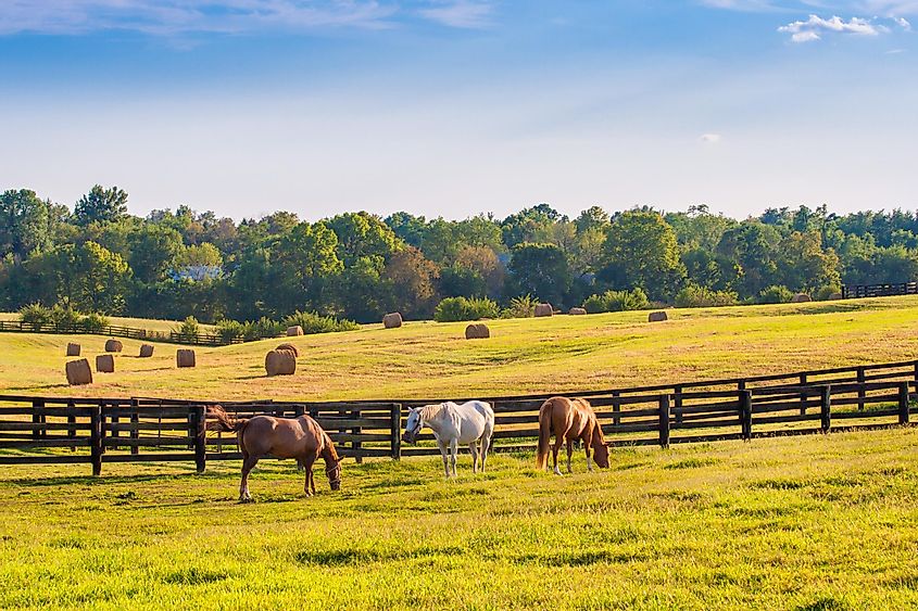 Horses in the countryside near Lexington.