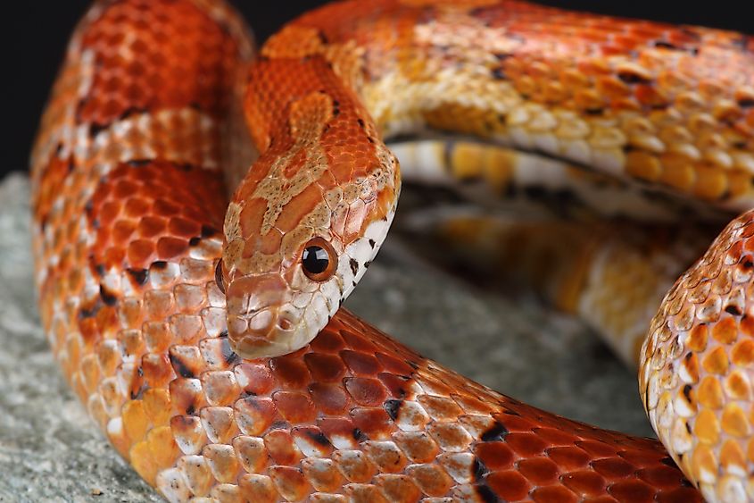 Portrait of a Corn Snake on a rock.