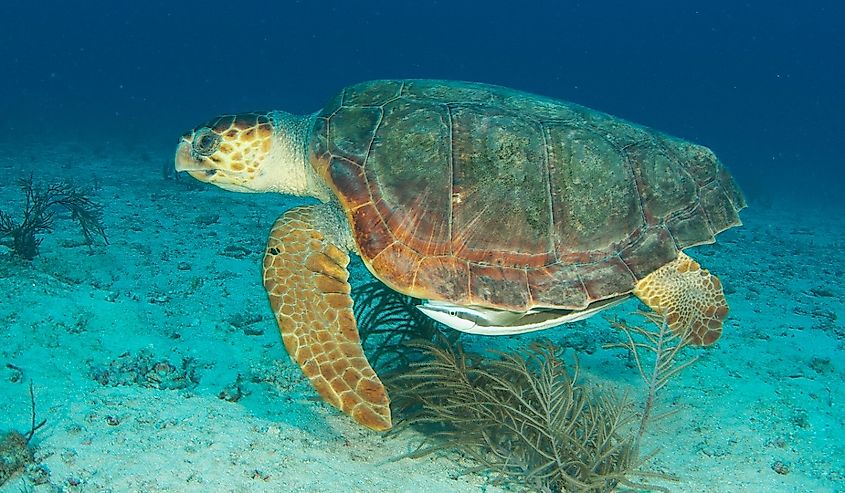 Loggerhead Sea Turtle-Caretta caretta, swimming above a sandy bottom at a depth of sixty feet off Deerfield Beach Florida.