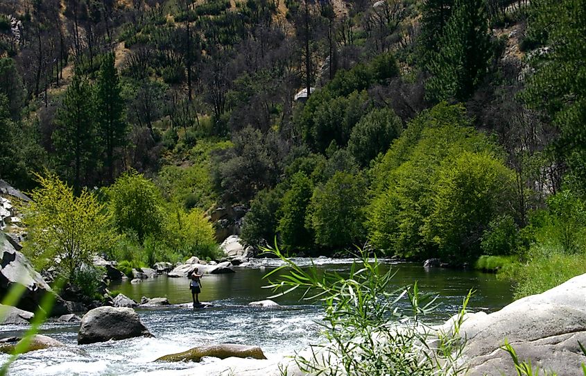 Fisherman on Kern River