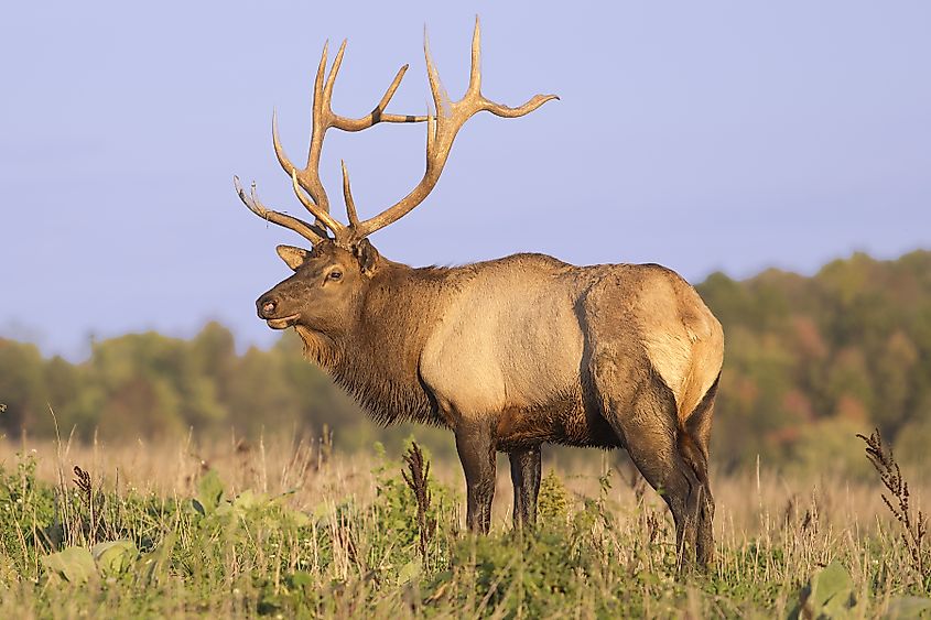 Bull Elk - Photograph taken during the rut in Elk County, Elk State Forest, Benezette, Pennsylvania
