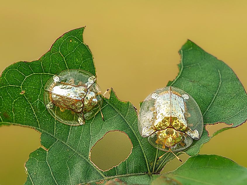 Two golden tortoise beetles on a leaf.