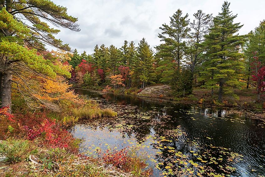 A calm river flowing in the Kawartha Highlands Provincial Park, Ontario, Canada.
