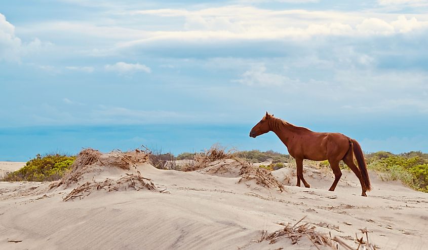 Wild mustang on an evening stroll in Corolla, NC