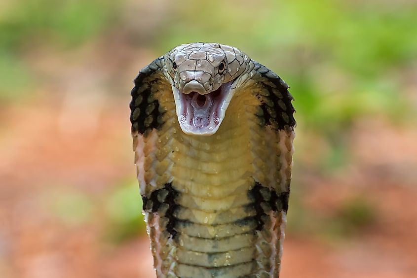 Dangerous king cobra ready to attack