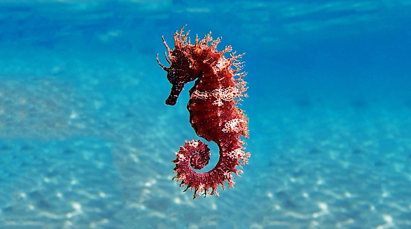 A Mediterranean seahorse.