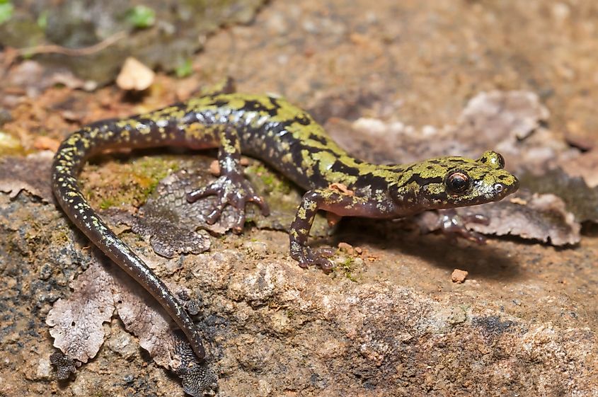 Green salamander (Aneides aeneus), a close relative of Aneides caryaensis.