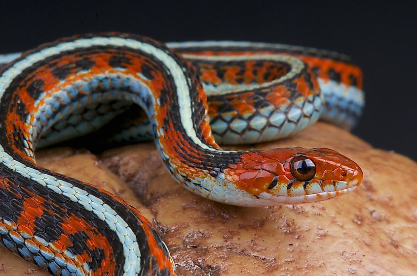 San Francisco Garter Snake