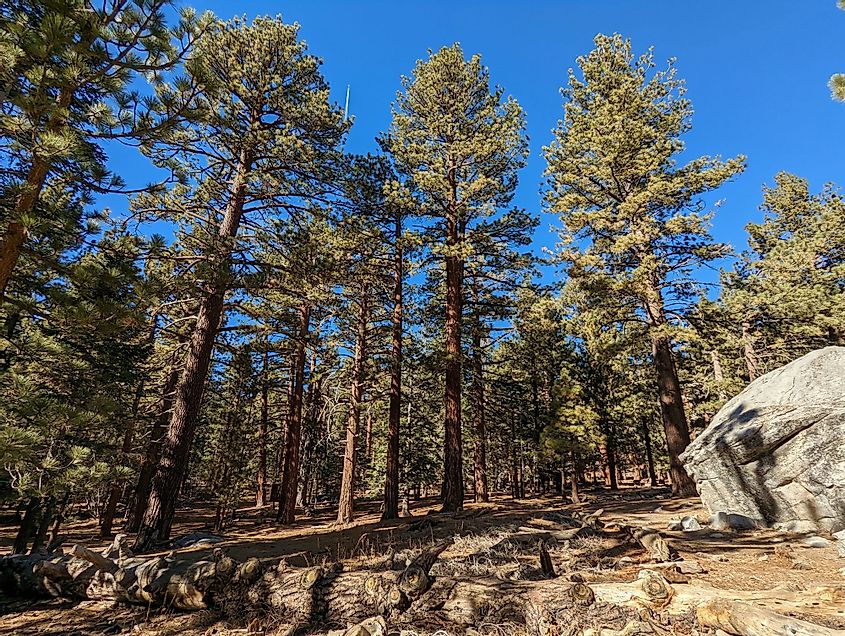 Beautiful trees of the Mount San Jacinto State Park forest outside of Palm Springs, California on a sunny day.