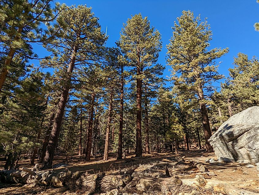 Beautiful trees of the Mount San Jacinto State Park forest outside of Palm Springs, California on a sunny day.