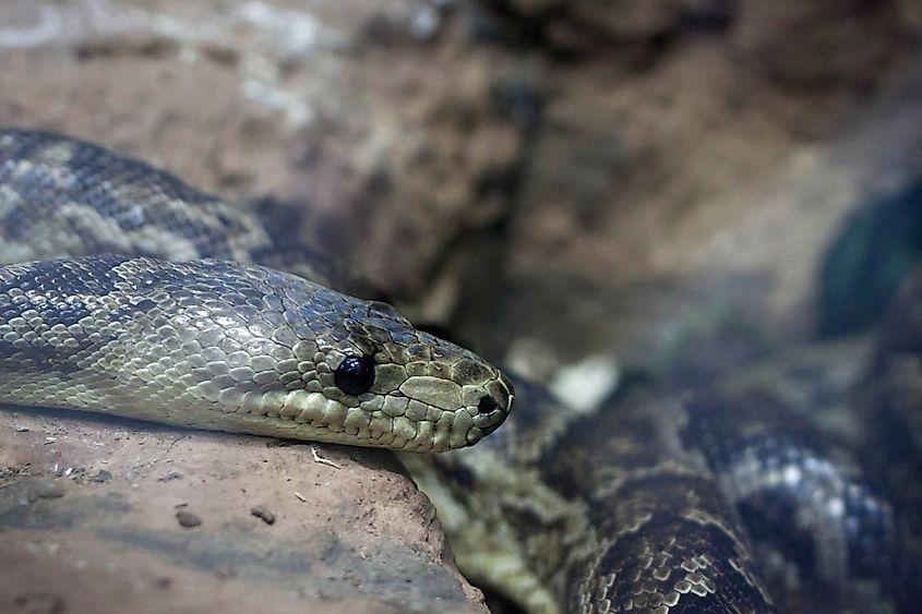Western rat snake