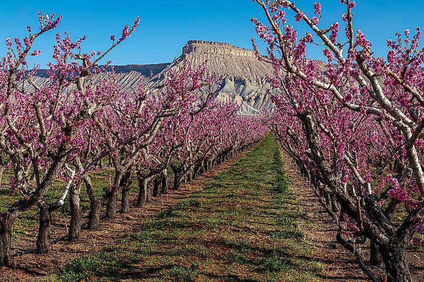 Peach orchard in Palisade, Colorado.