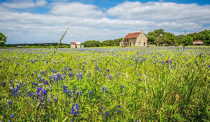 Bluebonnet House (mid-19th century) Marble Falls Built in the mid-19th century, this abandoned two-story limestone house sits in fields of bluebonnets