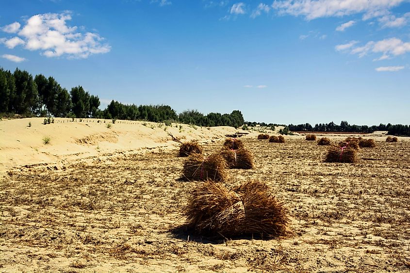 Wheat bales in the Thal desert