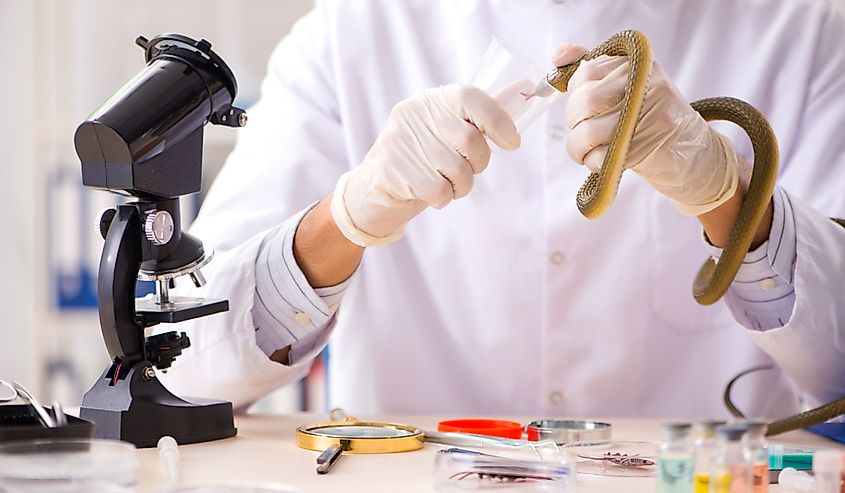 Male scientist extracting poison from snake for drug synthesis