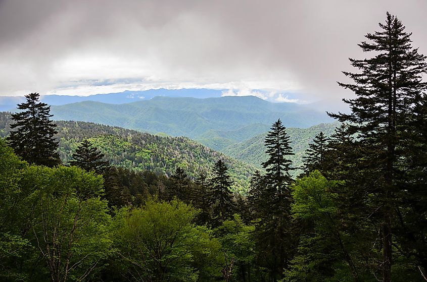 Forested slopes in Great Smoky Mountains National Park