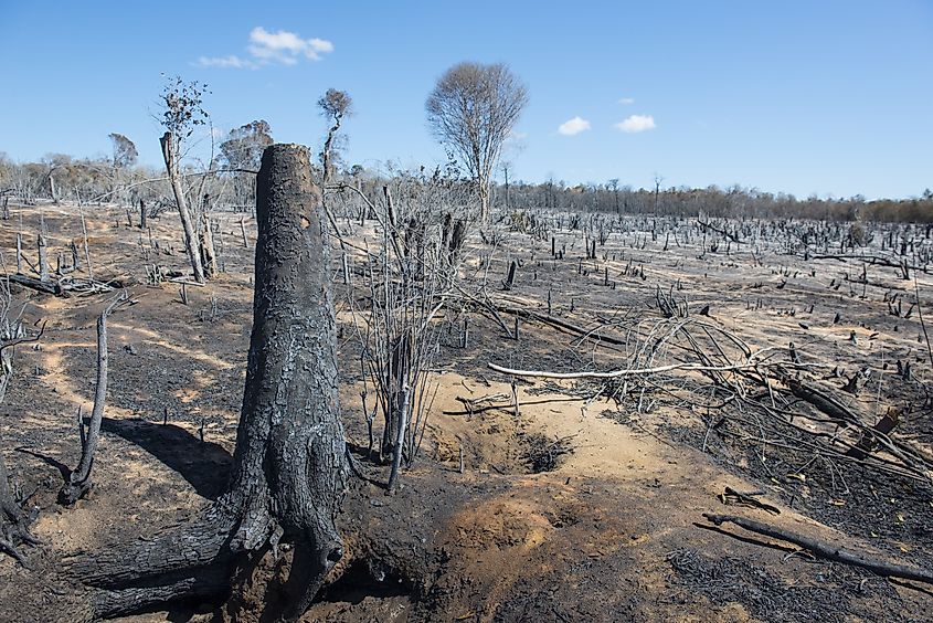Deforestation is a major threat in the fossa's habitat in Madagascar.