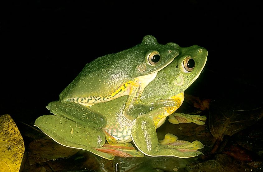 Malabar gliding frog western ghats